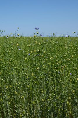 Close-up photo of a field of flax, with small blue flowers blooming on some of the plants.