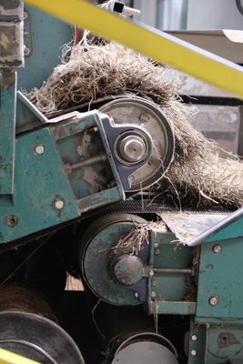 Flax fibres getting sorted by being passed through several layers of conveyor belts.