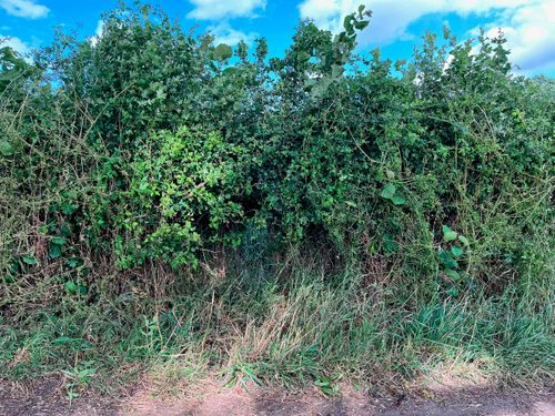 A green, unkempt hedge by a dirt path, with blue sky and white clouds behind.
