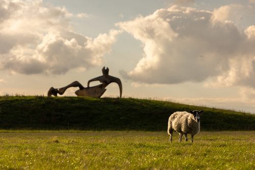 A colour photo showing a huge abstract sculpture of a reclining figure. The sculpture is resting on a small hill in a sheep field. It is sunset. Clouds dot the sky and there is a sheep in the foreground.