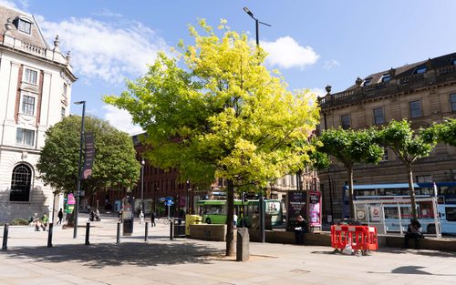 An oak tree covered in green leaves, in the middle of a paved square in the centre of Leeds. Tall buildings - five stories or more - surround the square, and buses can be seen in the background. A small stone column stands next to the tree.