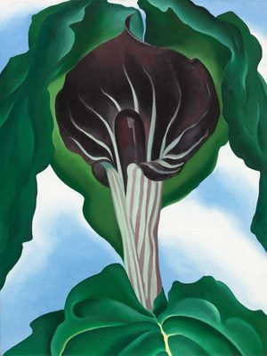 Painting by Georgia O'Keefe of a black-and-white striped, trumpet-like flower, surrounded by green leaves against a blue background.