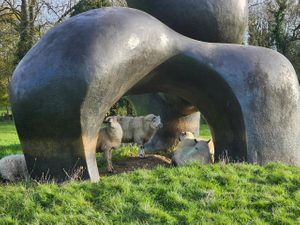 Five sheep are standing and sitting underneath a large bronze sculpture in a field, which is acting as a cave-like shelter for them.